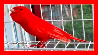 Canary singing (100%) Singing of canaries 🐦