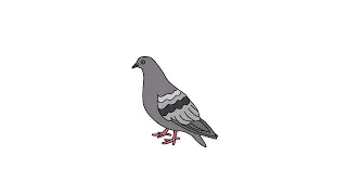 Pigeons