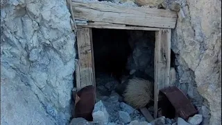 Exploring The Brown Monster Mine/Reward Mine