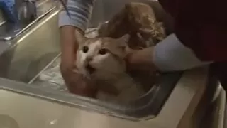 Lola's Cat Bath