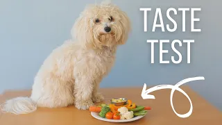 ROSCO'S VEGGIE TASTE TEST | Maltipoo Reviews Food