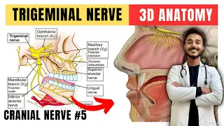 trigeminal nerve anatomy | fifth cranial nerve anatomy | maxillary nerve anatomy