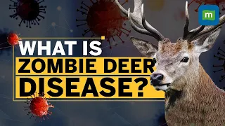 Zombie Deer Disease Outbreak Raises Concerns After COVID | Should You Worry?