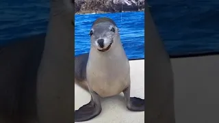 Ха ха! Тюлень улыбается! ОЧЕНЬ смешное видео!!!