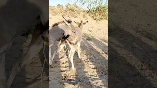 Donkeys#youtubeshorts #animals #shortfeed