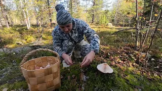 ВОЛНУШКИ КРУГОМ. ДЕВУШКА ЧУТЬ НЕ ПОТЕРЯЛА СОЗНАНИЕ ОТ УВИДЕННОГО В ЛЕСУ. СБОР ГРИБОВ ПО ДОБРОМУ