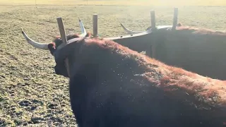 Every day work #ox #oxen #farming #newengland #cattlefarm