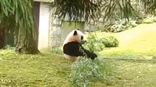 220717 PANDA XIAO QI JI EATING BAMBOO