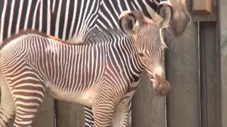 Baby Zebra Stands on New Legs at Chicago's Lincoln Park Zoo