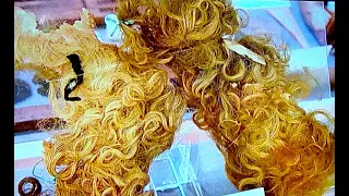 Egyptian Hair: blonde & redheads too! Wigs & scalp 2021