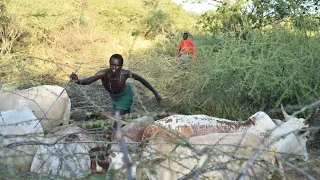 Watch this unique ceremony among the Pokot of Kenya