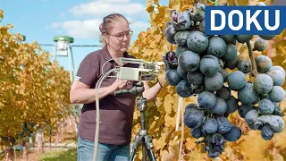 Weinbau im Klimawandel | hessenreporter | doku