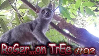 RoGeR on TrEe ... #02                           (: Cute Cat Funny Caturday Cats Relax :)