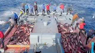 Maldives pole-and-line skipjack tuna fishing 🎣