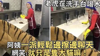老虎在洗手台喝水,戰鬥民族阿姨一派輕鬆邊擦邊聊天,網笑：就只是隻大貓嘛！