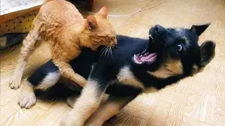 The funniest animals Fun with cats and dogs 2023 #89