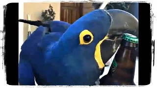 ЛУЧШИЕ ПРИКОЛЫ С ПОПУГАЯМИ, ПОДБОРКА (BEST FUNNY PARROTS, COMPILATION) #488