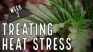 Season 2 (Week 2): How To Treat Heat Stress