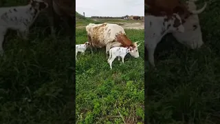 😱😱🐄Самая большая корова родила тройню#cow  🐮🐄#shorts #корова#телята #овца #откормбычков #жывотные