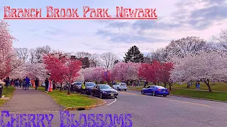 Cherry Blossoms 🌸| Branch Brook Park, Newark
