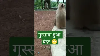 बंदर बहुत गुस्सा में🙄।। #shorts#viral #video #trending #ytshorts #youtube #viral 🔥🔥🔥