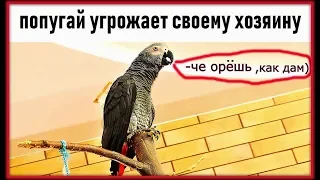 Попугай УГРОЖАЕТ своему хозяину🙀/ ЧЁ ОРЕШЬ, КАК ДАМ/учу правилам этикета/funny animal videos