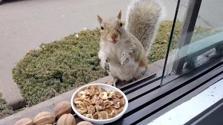 Squirrels' reactions to hickory nuts