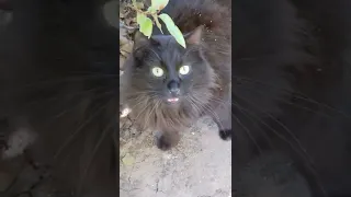 Очень мохнатая красивая кошка Лиса мяукает 😸 Nice very shaggy cat Fox meowing 🦊 Katze  Gato gracioso