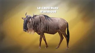 2mn pour comprndre le Gnou bleu d'Afrique