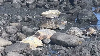 (087) Turtles at Punalu’u Black Sand Beach