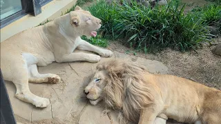 Dreaming Lion Couple Relaxing in the Breeze