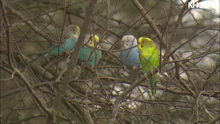 Raw video: Parakeets line tree limbs at west Houston park after being dumped by pet store