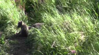 Wild Arctic Fox Cubs Playing at Den