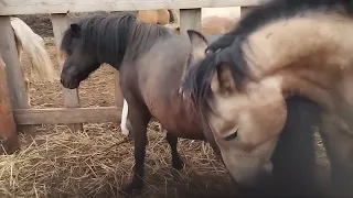 Молодой жеребец и пони