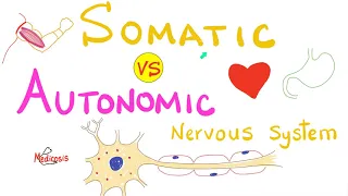 Somatic vs Autonomic Nervous System | Physiology