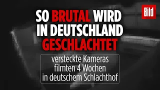 Schlachthof in NRW: Brutale Tier-Schächtung in Deutschland | SOKO Tierschutz