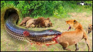 Tragic Moment! Lion In Pain When Accidentally Lost In Snake's Den | Wild Animals