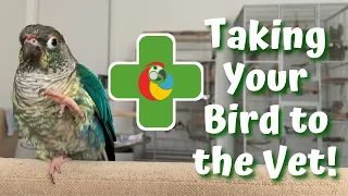 Taking Your Bird to an Avian Vet - Tips & Tricks | BirdNerdSophie