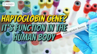 Haptoglobin Gene??? | It’s Function In The Human Body | Genotype