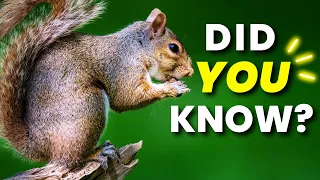 10 SQUIRREL Facts in 90 Seconds!🐿️❤️