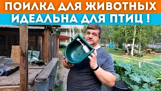 Поилка для птиц // 6 лет её искал.