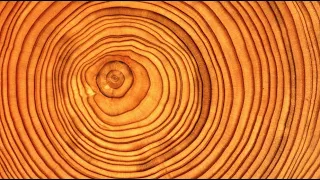 Introduction to Dendrochronology