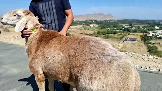 🇰🇬Арашан Киргизстан Ош Шумк,орбайкени Селекциясы🇰🇬🤝🇺🇿👍👍👍👍😱😱😱😱🥶🥶🥶