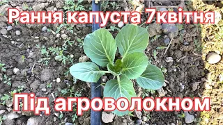 Рання капуста на 7квітня під агроволокном. Чим обробляти від шкідників?