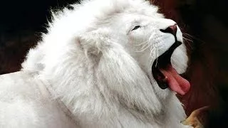 WHITE LIONS ROYAL FAMILY - The Best Documentary Ever