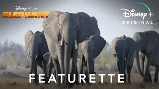 Disneynature's Elephant | Featurette | Disney+