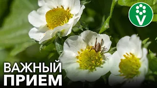 СДЕЛАЙТЕ ЭТО С МОЛОДОЙ КЛУБНИКОЙ, и вы не будете знать куда девать урожай