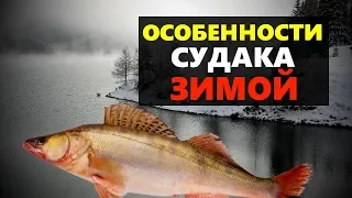 Рыбалка на судака зимой, где искать на что ловить