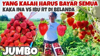 TARUHAN PANEN STRAWBERRY JUMBO DI LADANG