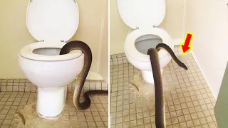 7 Most Terrifying Toilets You'd Never Risk Going To